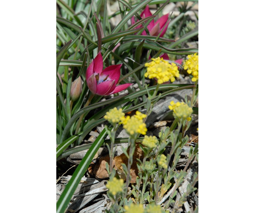 Little Beauty Wildflower Tulip